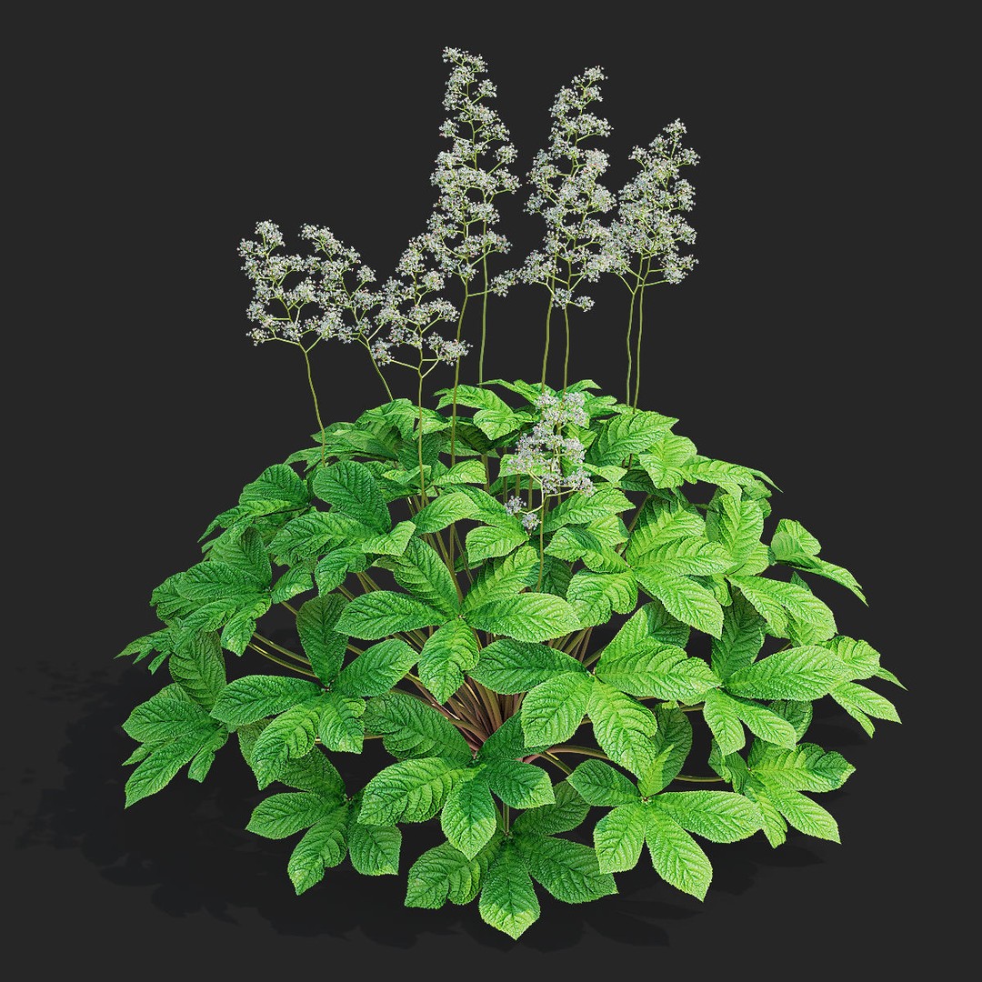 Rodgersia 3D Model – High Poly Plant Asset, FBX, OBJ, PBR - View 5