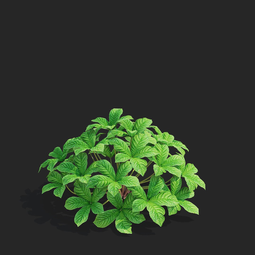 Rodgersia 3D Model – High Poly Plant Asset, FBX, OBJ, PBR - View 6