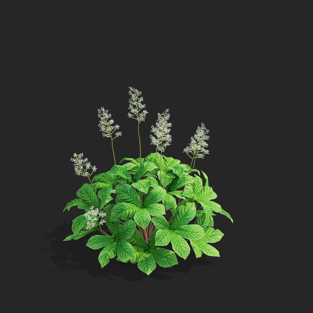 Rodgersia 3D Model – High Poly Plant Asset, FBX, OBJ, PBR - View 7