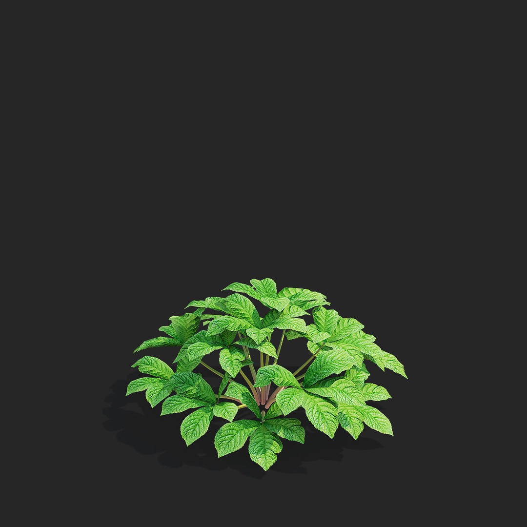 Rodgersia 3D Model – High Poly Plant Asset, FBX, OBJ, PBR - View 8