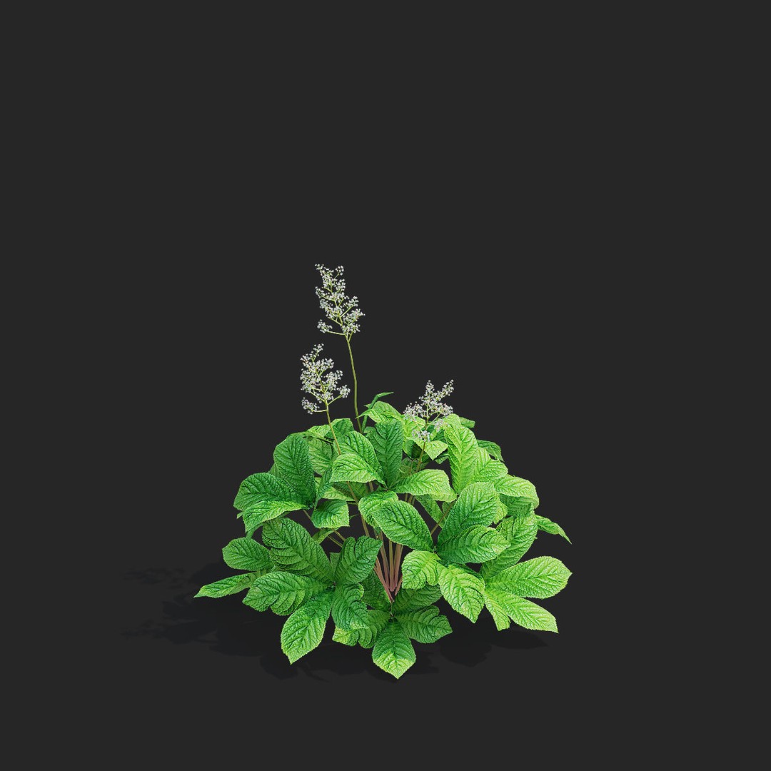 Rodgersia 3D Model – High Poly Plant Asset, FBX, OBJ, PBR - View 9