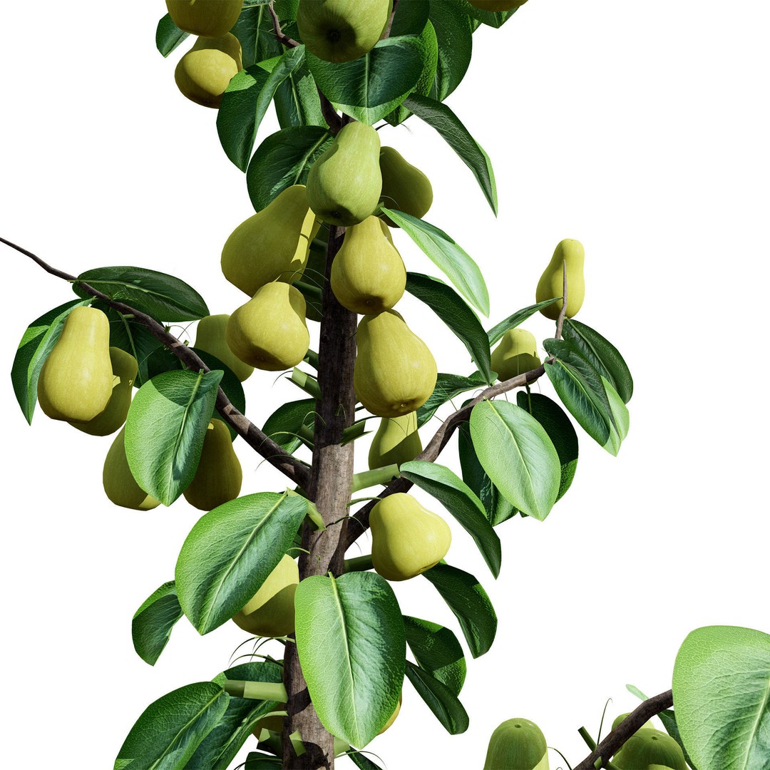 Columnar Fruit Trees 3D Model – Low Poly Urban Garden Asset, FBX, PBR - View 11