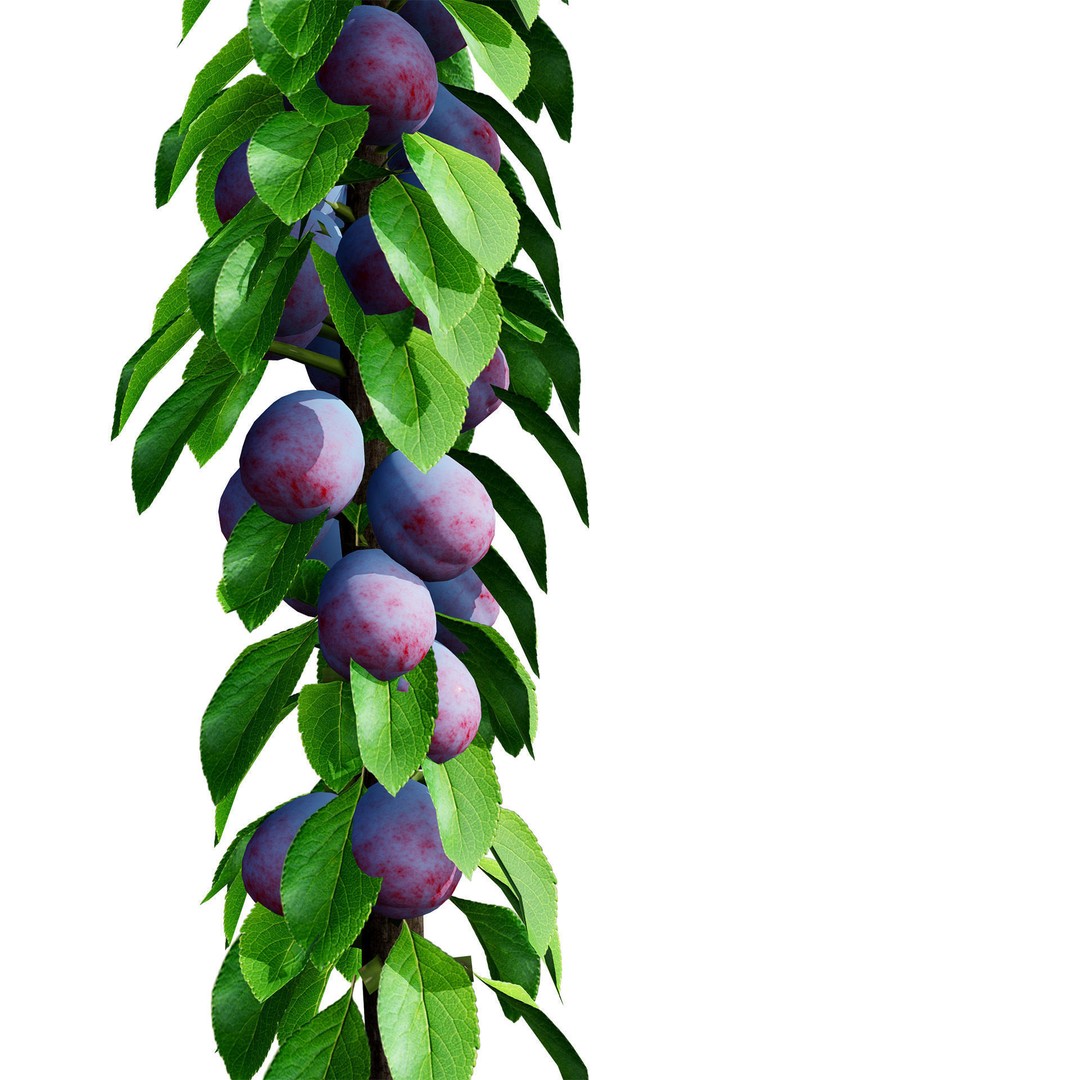 Columnar Fruit Trees 3D Model – Low Poly Urban Garden Asset, FBX, PBR - View 12