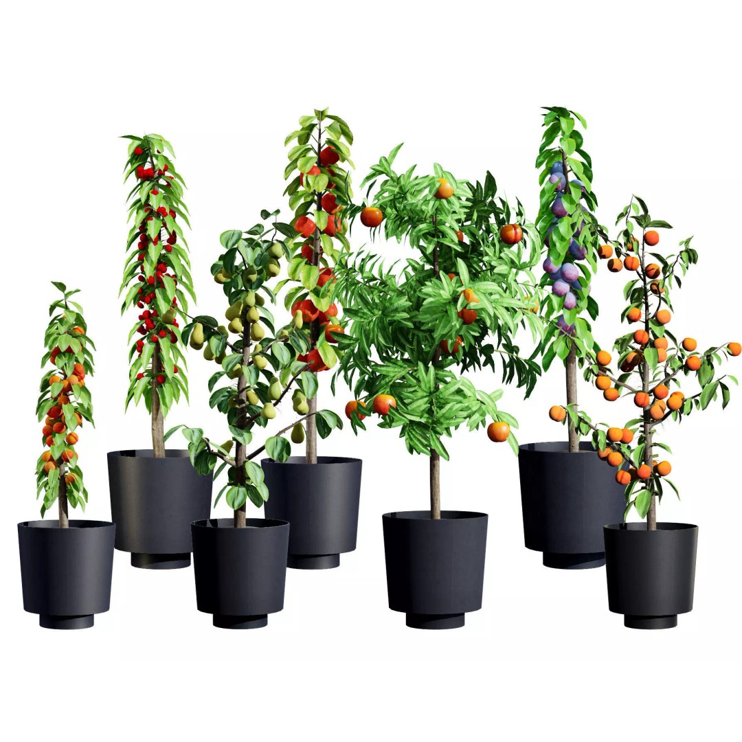Columnar Fruit Trees 3D Model – Low Poly Urban Garden Asset, FBX, PBR - View 2