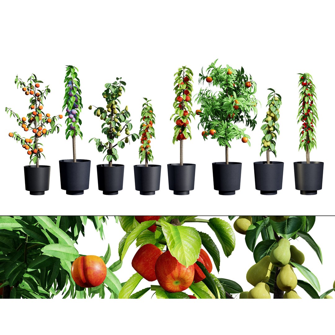 Columnar Fruit Trees 3D Model – Low Poly Urban Garden Asset, FBX, PBR - View 3