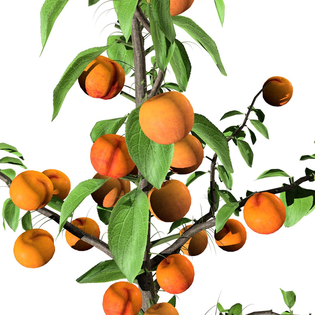 Columnar Fruit Trees 3D Model – Low Poly Urban Garden Asset, FBX, PBR - View 5