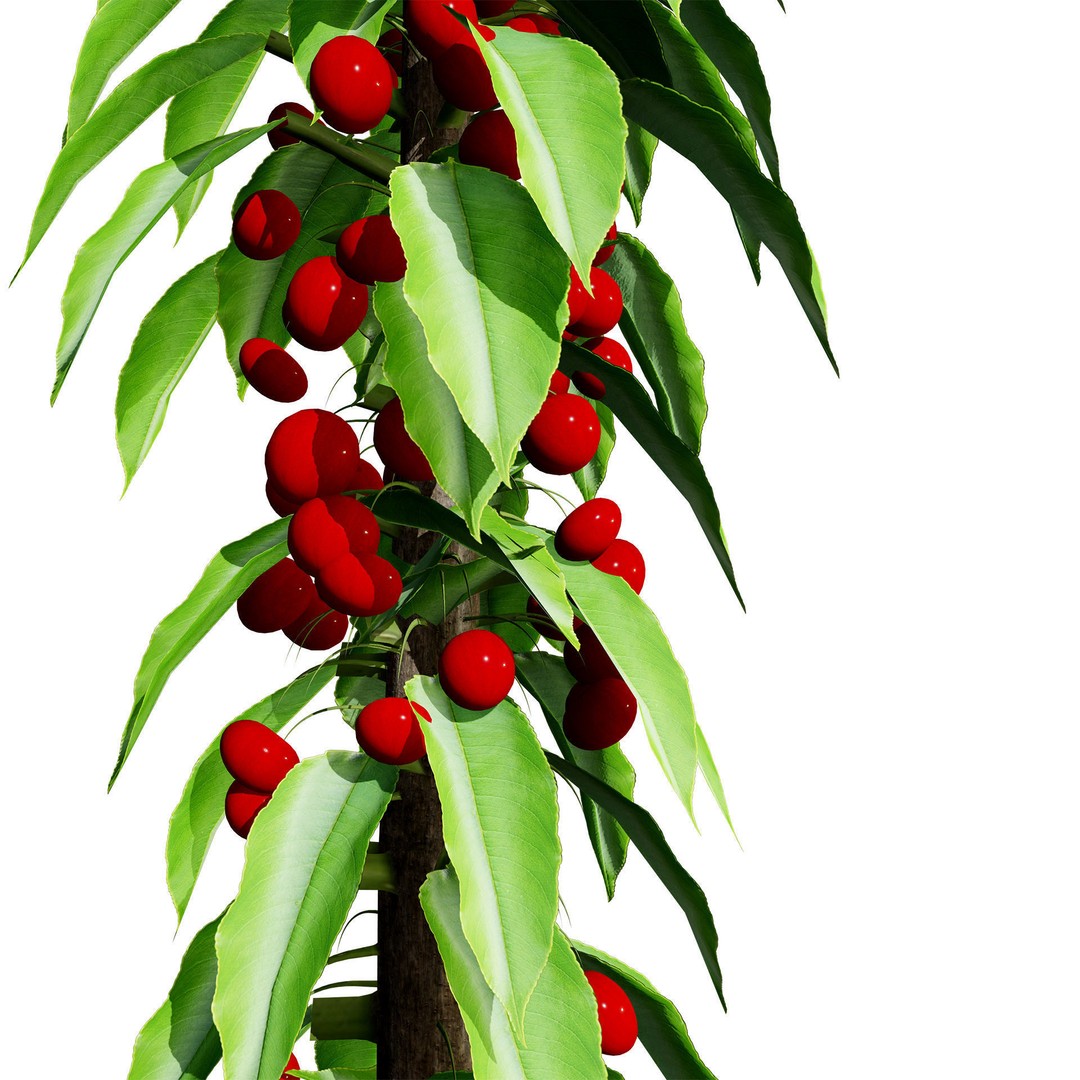 Columnar Fruit Trees 3D Model – Low Poly Urban Garden Asset, FBX, PBR - View 6