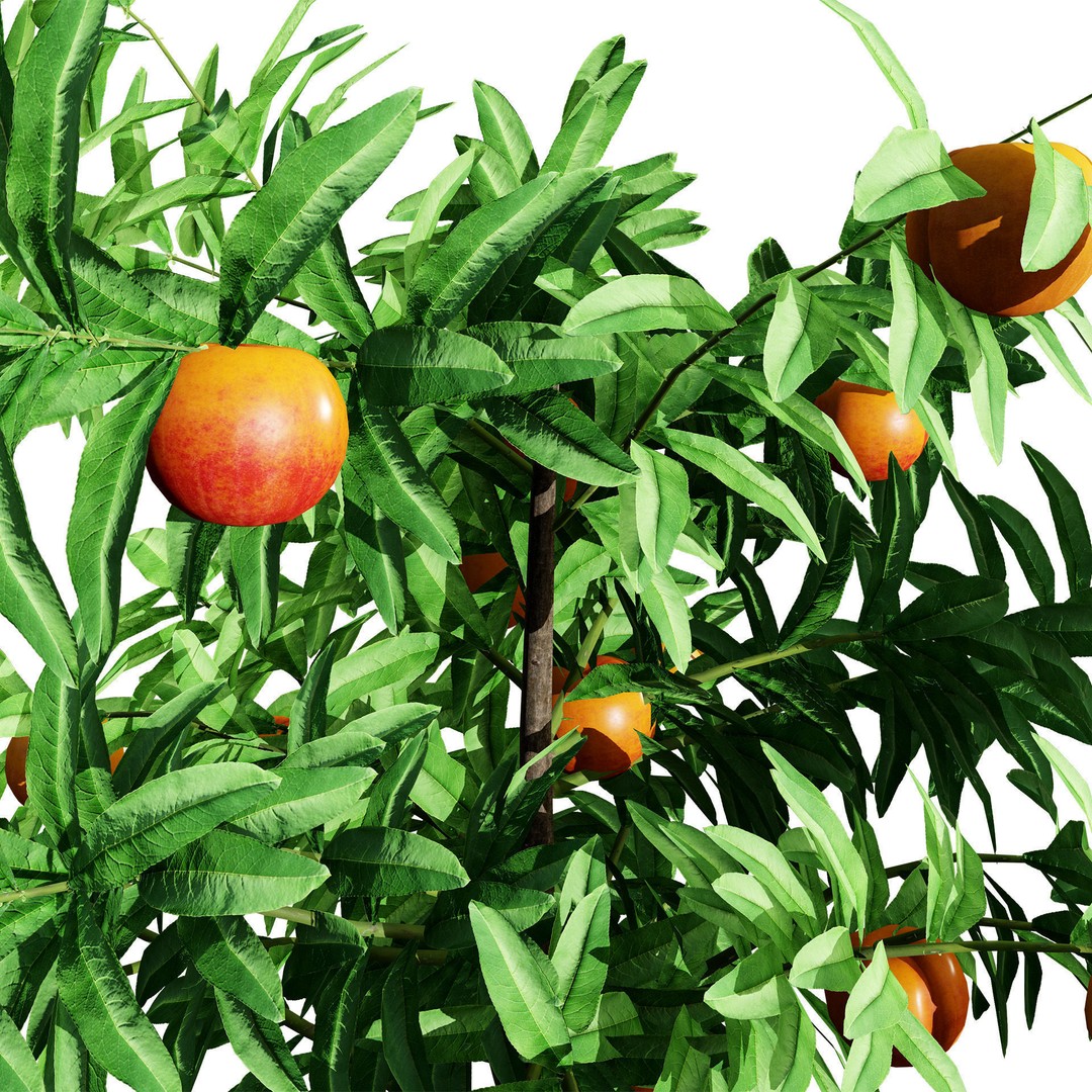 Columnar Fruit Trees 3D Model – Low Poly Urban Garden Asset, FBX, PBR - View 7