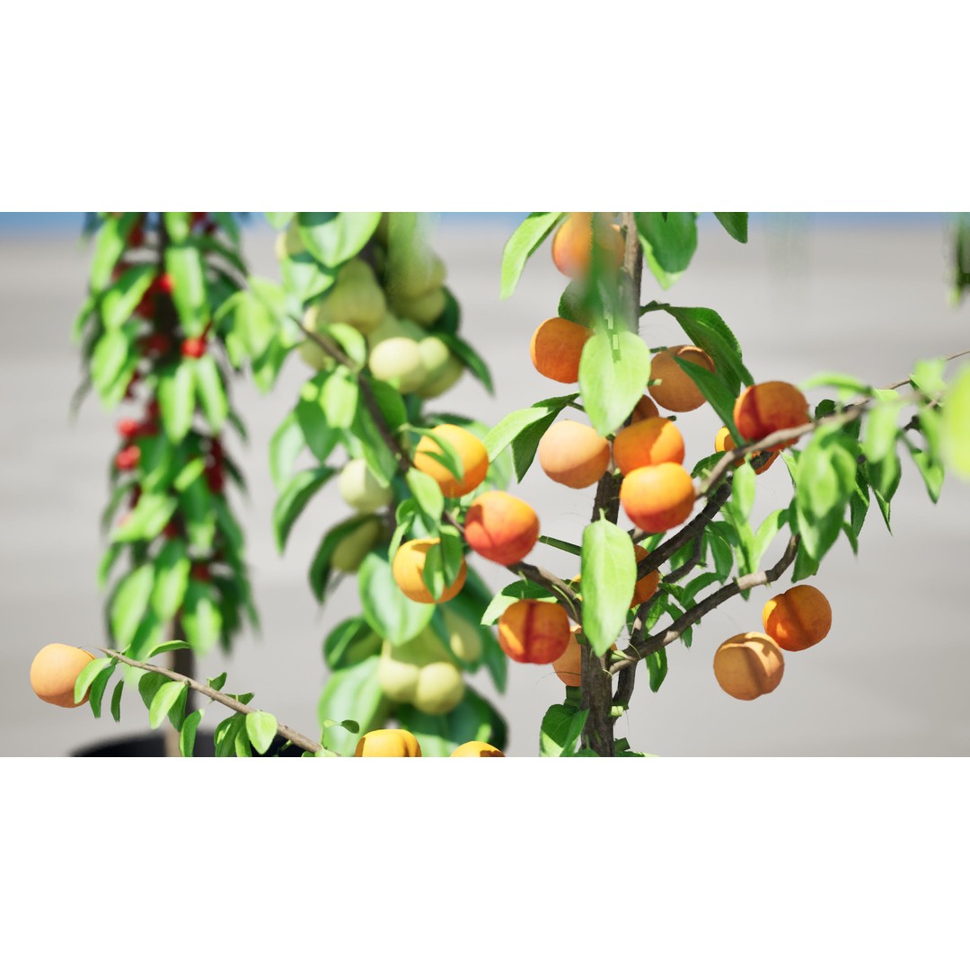 Columnar Fruit Trees 3D Model – Low Poly Urban Garden Asset, FBX, PBR - View 8