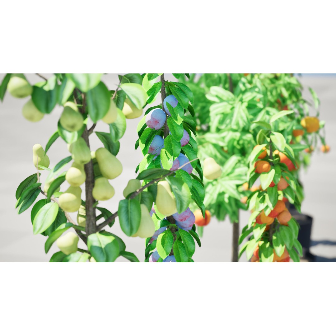 Columnar Fruit Trees 3D Model – Low Poly Urban Garden Asset, FBX, PBR - View 9