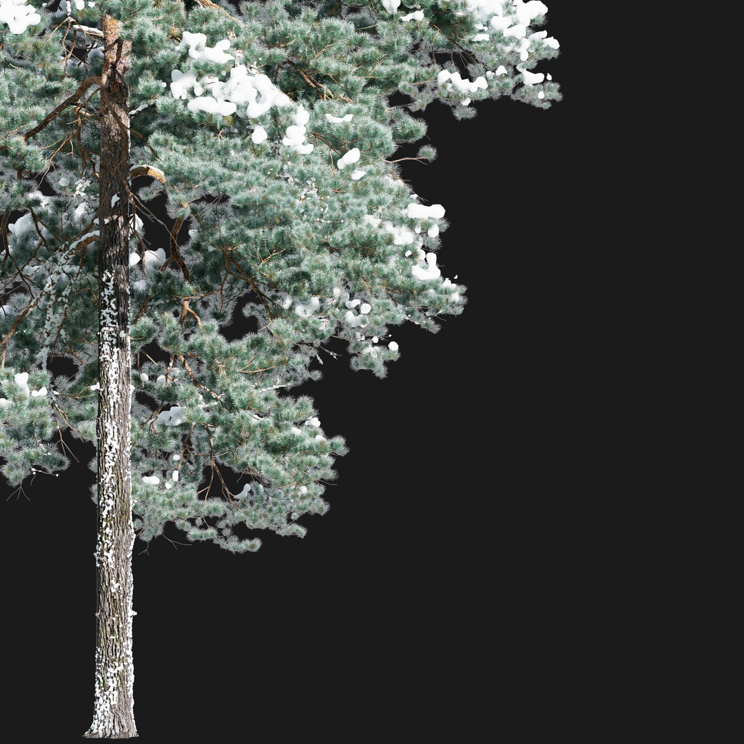 Pinus Sylvestris 3D Model – Winter Tree Asset, PBR, FBX