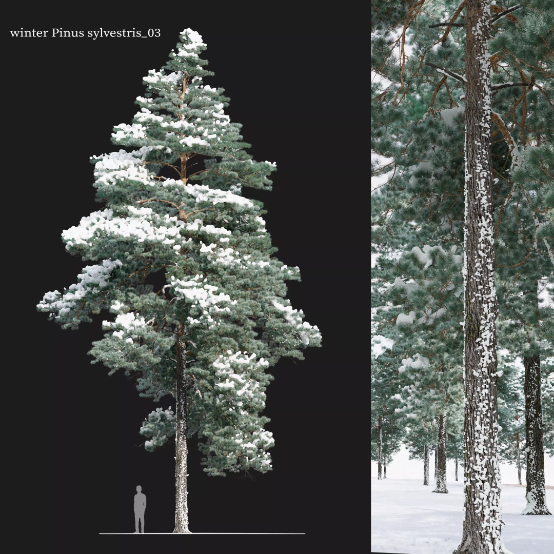 Pinus Sylvestris 3D Model – Winter Tree Asset, PBR, FBX - View 2