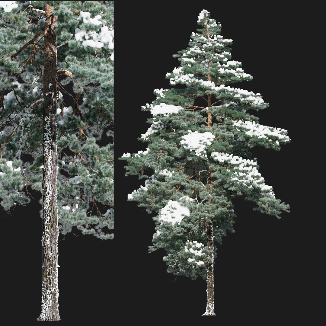 Pinus Sylvestris 3D Model – Winter Tree Asset, PBR, FBX - View 3