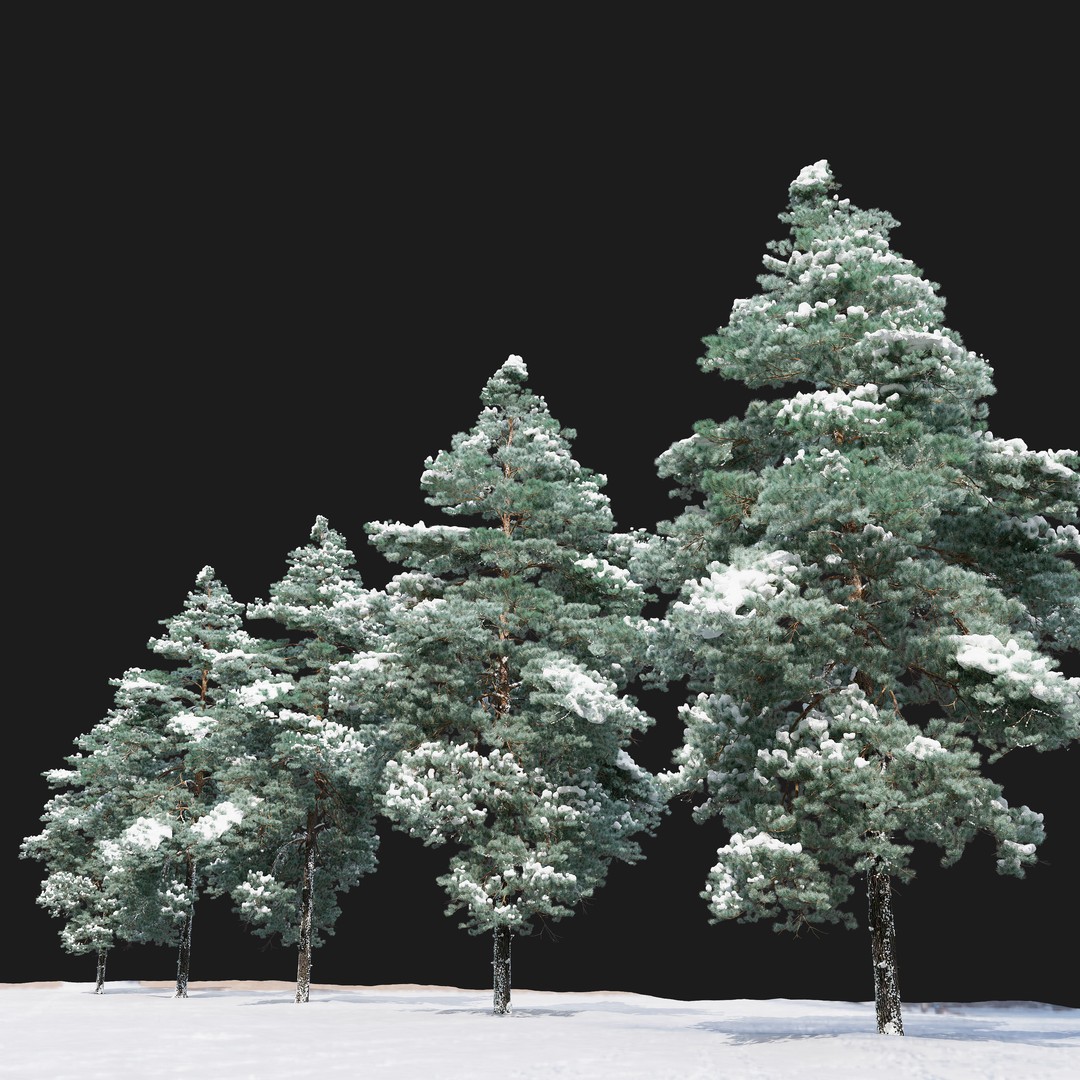 Pinus Sylvestris 3D Model – Winter Tree Asset, PBR, FBX - View 4