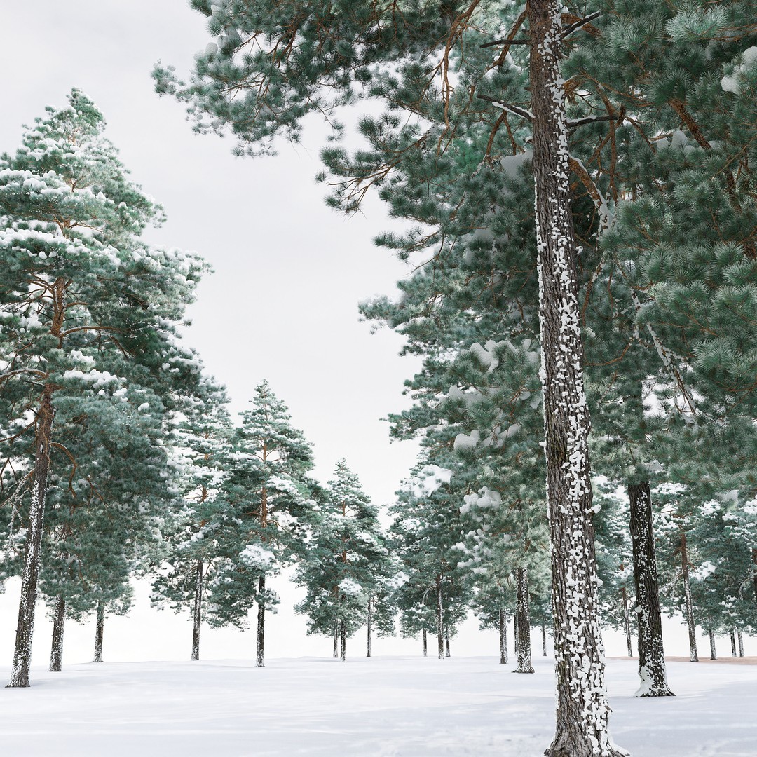 Pinus Sylvestris 3D Model – Winter Tree Asset, PBR, FBX - View 5