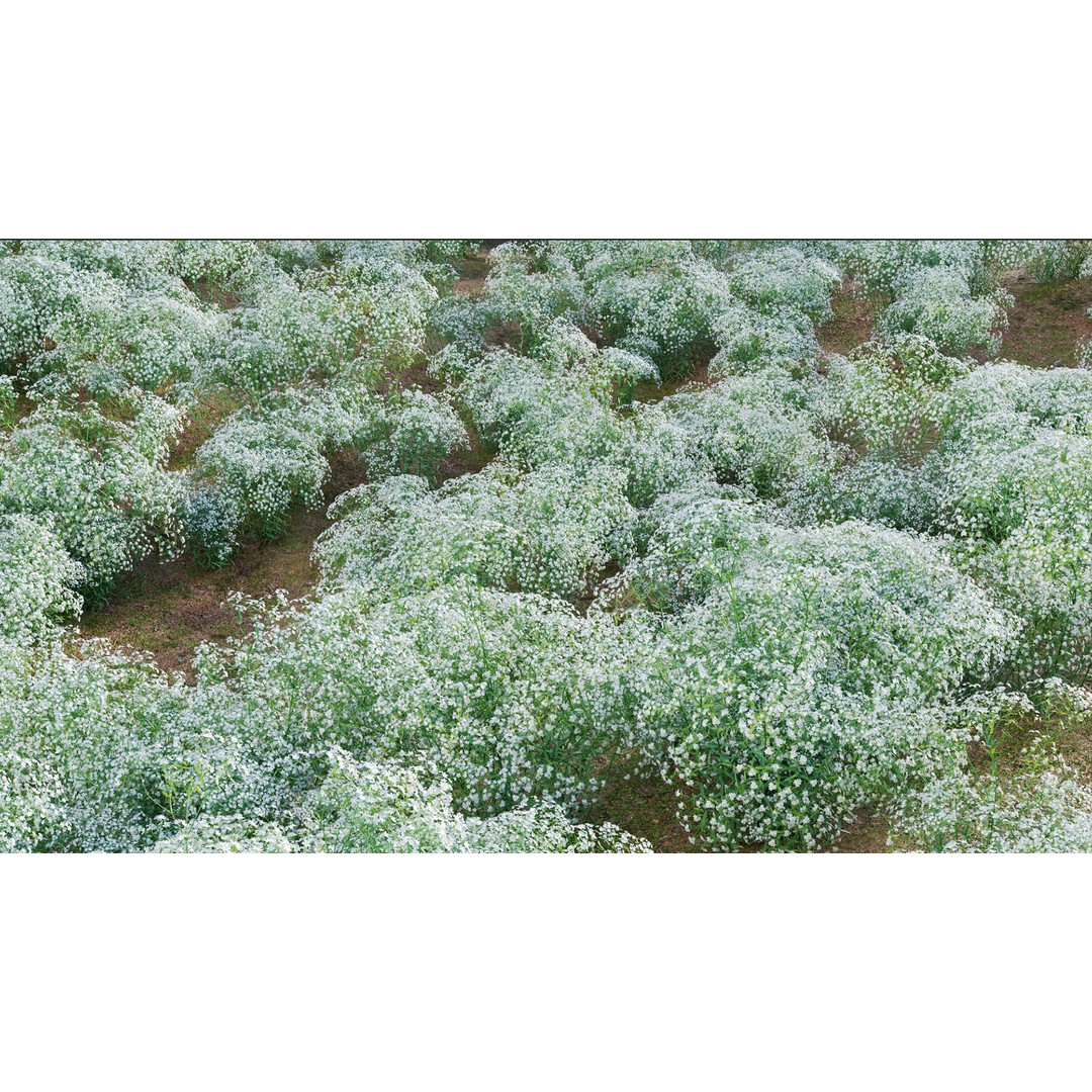 Euphorbia Corollata 3D Model – Flowering Spurge PBR Asset, FBX