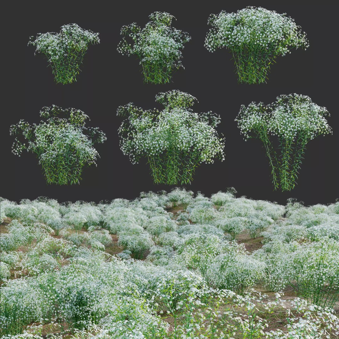 Euphorbia Corollata 3D Model – Flowering Spurge PBR Asset, FBX - View 2