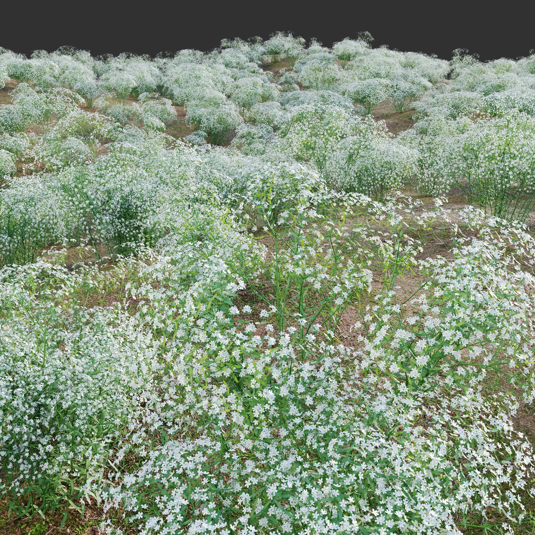 Euphorbia Corollata 3D Model – Flowering Spurge PBR Asset, FBX - View 3