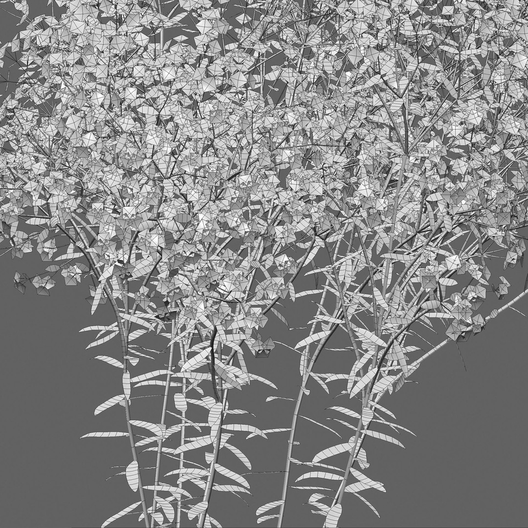 Euphorbia Corollata 3D Model – Flowering Spurge PBR Asset, FBX - View 5