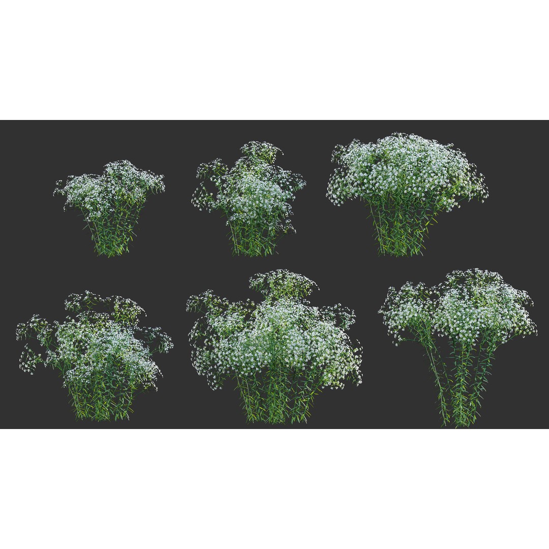 Euphorbia Corollata 3D Model – Flowering Spurge PBR Asset, FBX - View 6