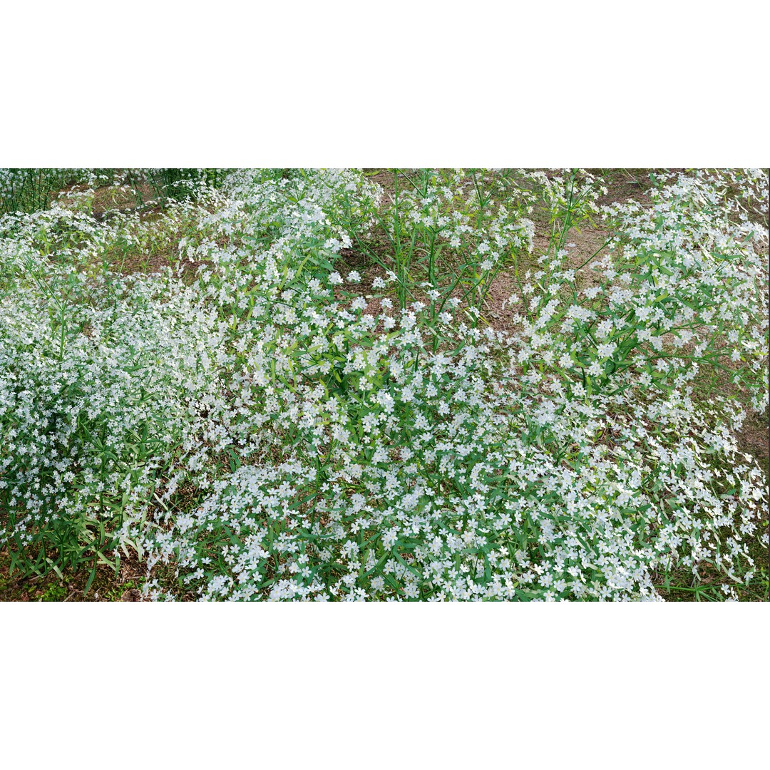 Euphorbia Corollata 3D Model – Flowering Spurge PBR Asset, FBX - View 7
