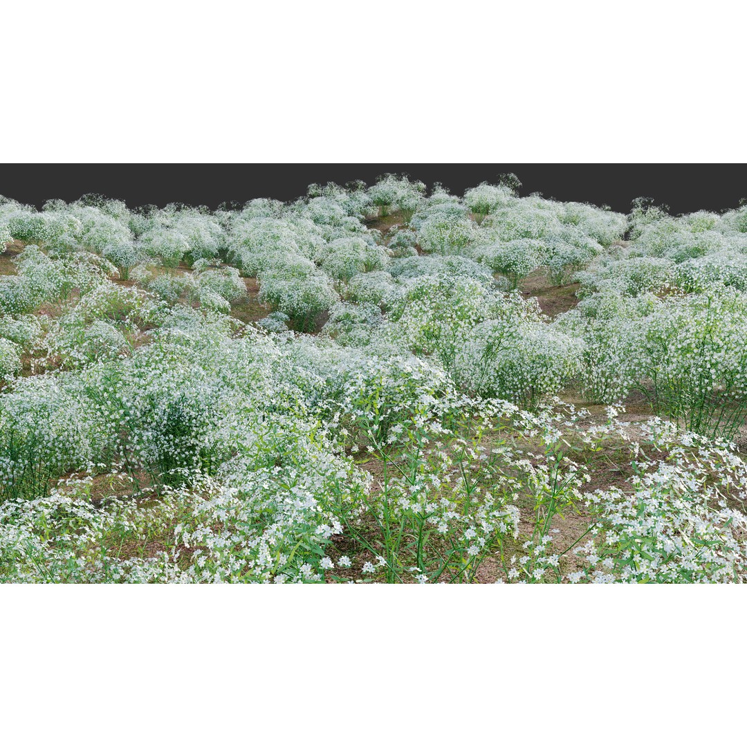 Euphorbia Corollata 3D Model – Flowering Spurge PBR Asset, FBX - View 8
