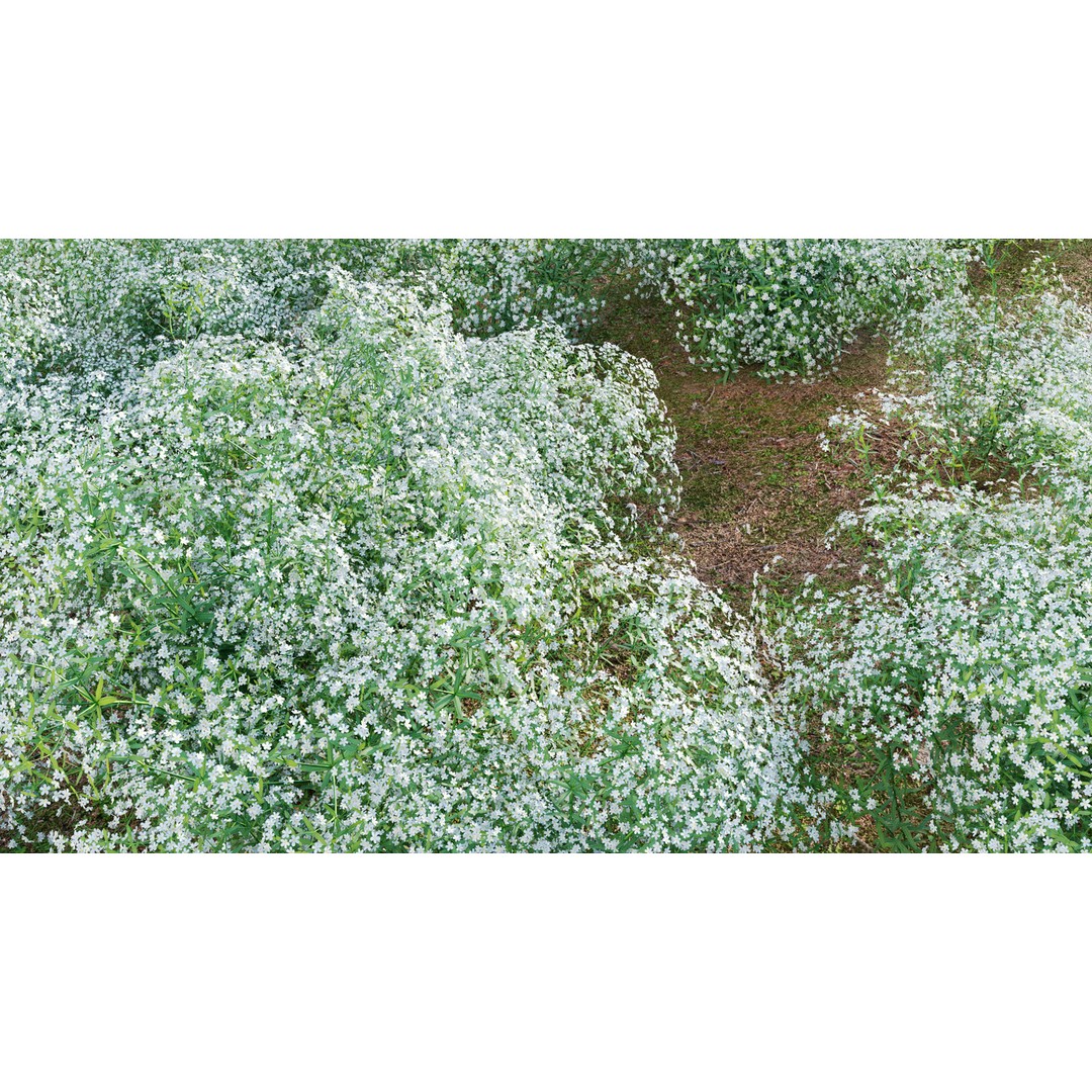 Euphorbia Corollata 3D Model – Flowering Spurge PBR Asset, FBX - View 9