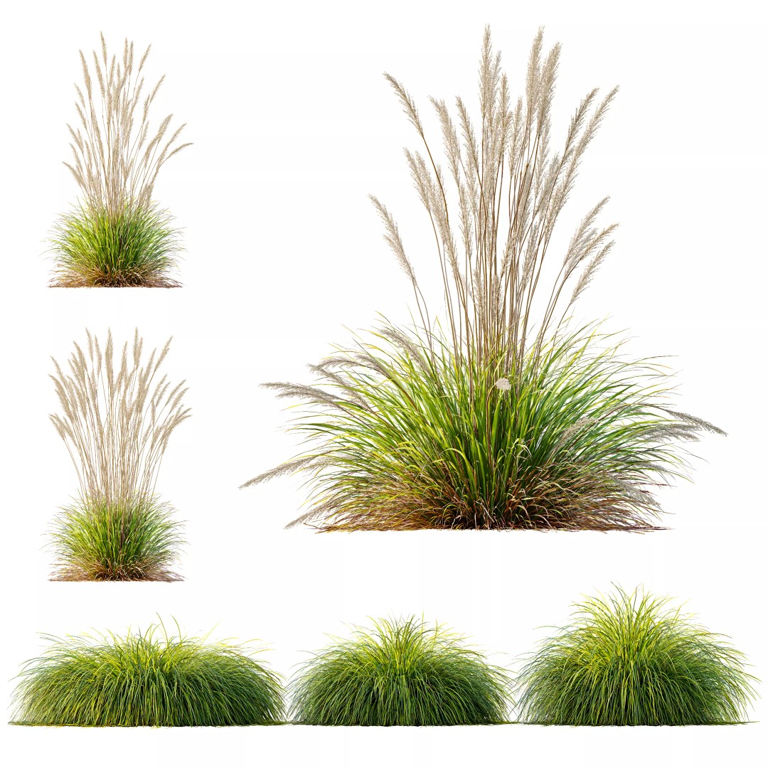 Carex Elata Aurea Grass 3D Model – PBR Textured, FBX & OBJ Formats - View 2