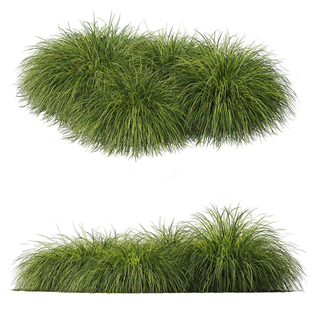 Carex Elata Aurea Grass 3D Model – PBR Textured, FBX & OBJ Formats - View 3