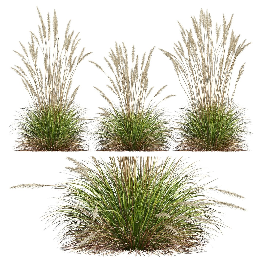 Carex Elata Aurea Grass 3D Model – PBR Textured, FBX & OBJ Formats - View 4