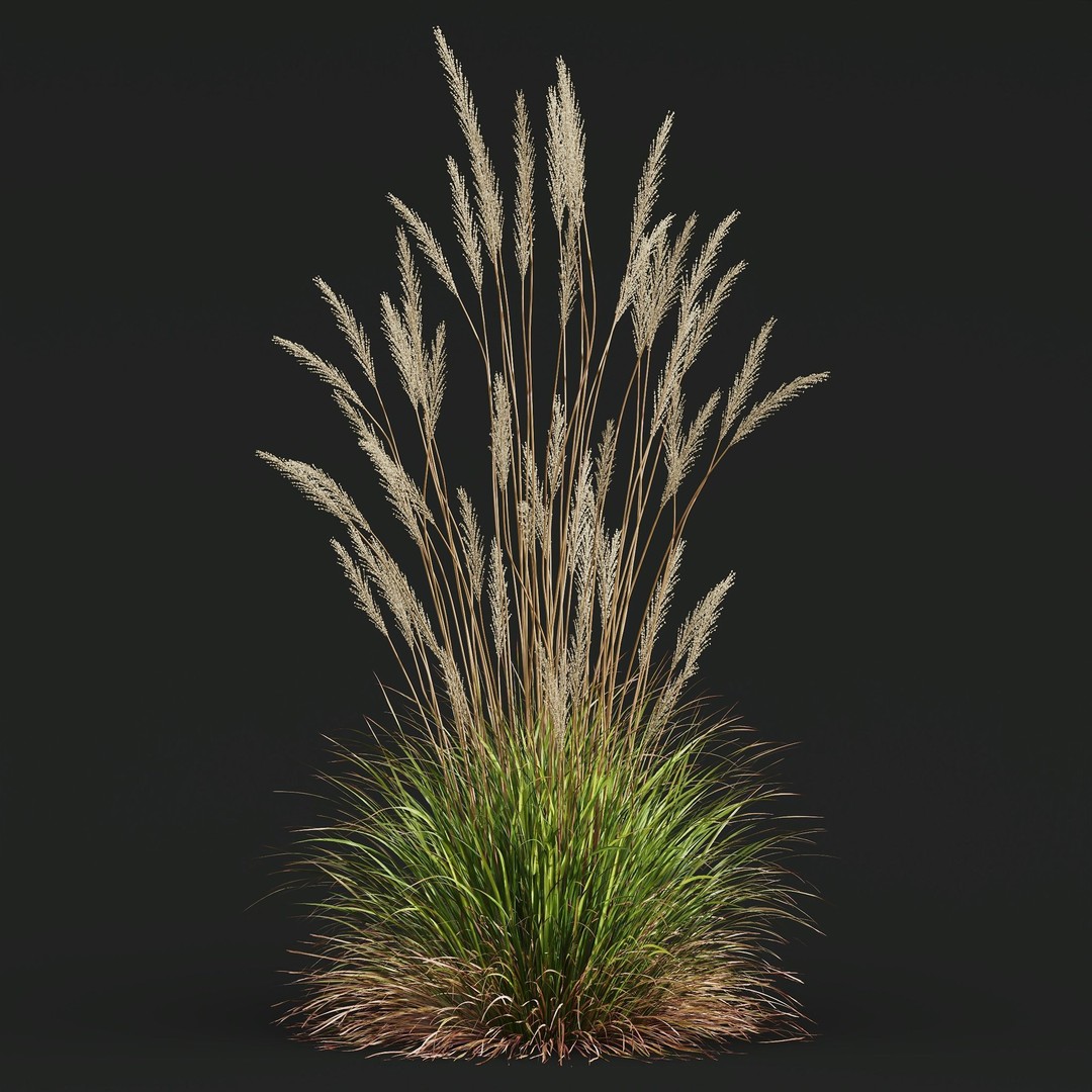 Carex Elata Aurea Grass 3D Model – PBR Textured, FBX & OBJ Formats - View 5