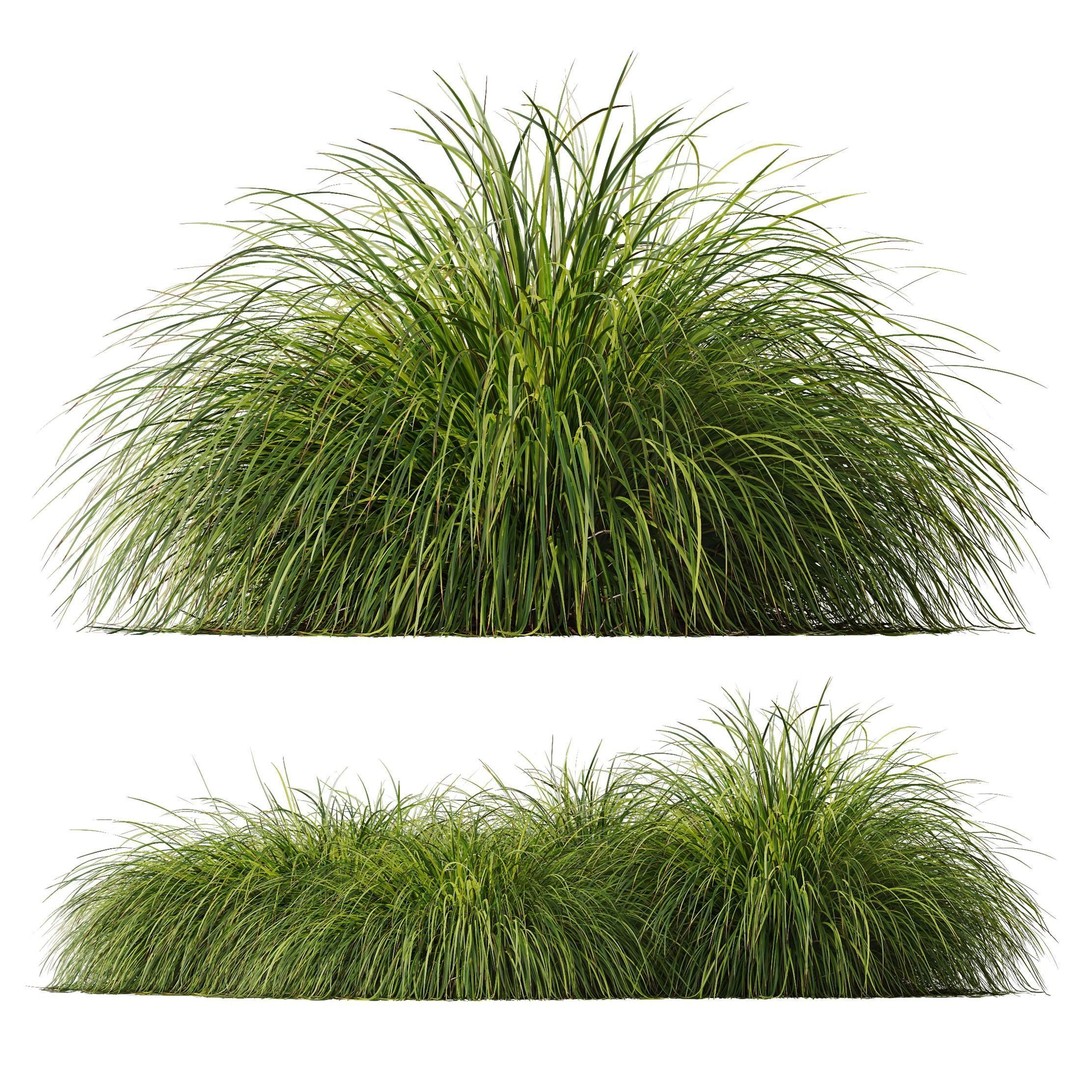 Carex Elata Aurea Grass 3D Model – PBR Textured, FBX & OBJ Formats - View 6