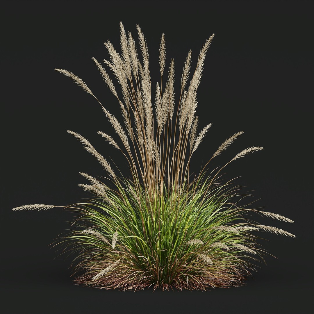 Carex Elata Aurea Grass 3D Model – PBR Textured, FBX & OBJ Formats - View 7