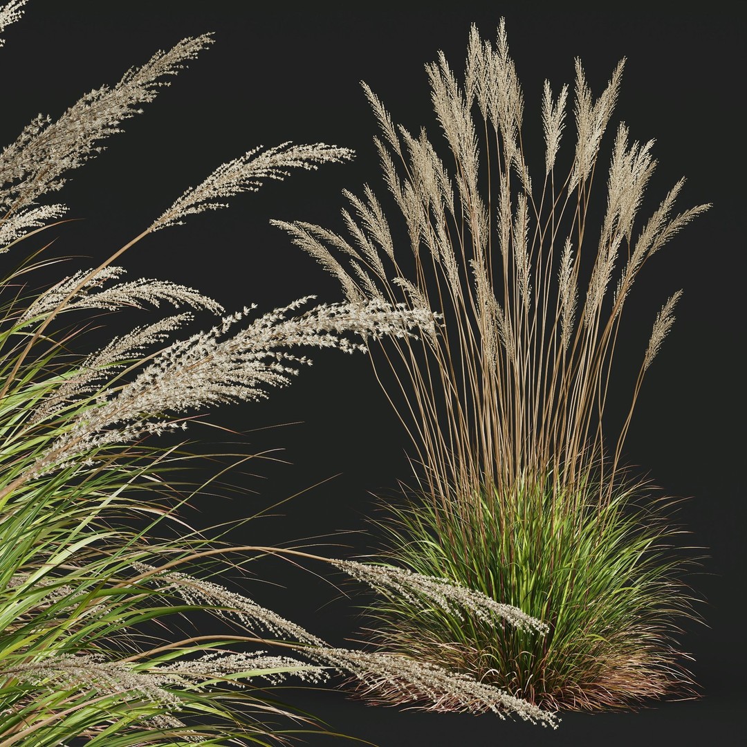 Carex Elata Aurea Grass 3D Model – PBR Textured, FBX & OBJ Formats - View 9