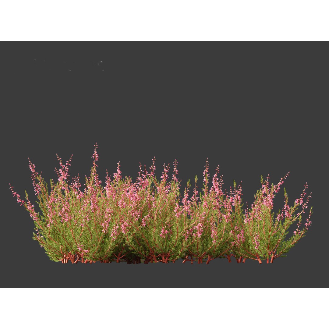 Calluna vulgaris 3D Model – Realistic Flower Asset for Blender, FBX