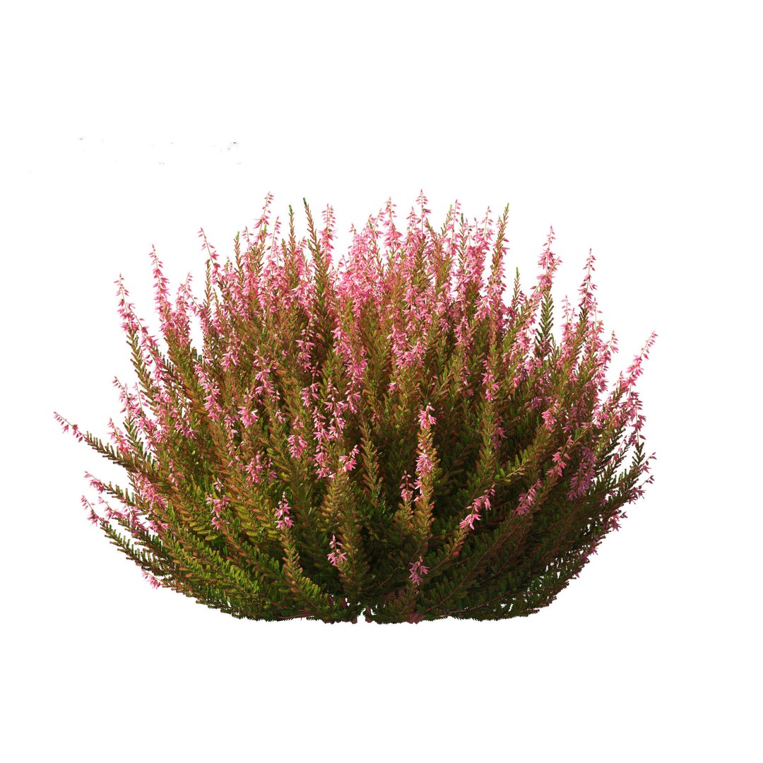 Calluna vulgaris 3D Model – Realistic Flower Asset for Blender, FBX - View 10