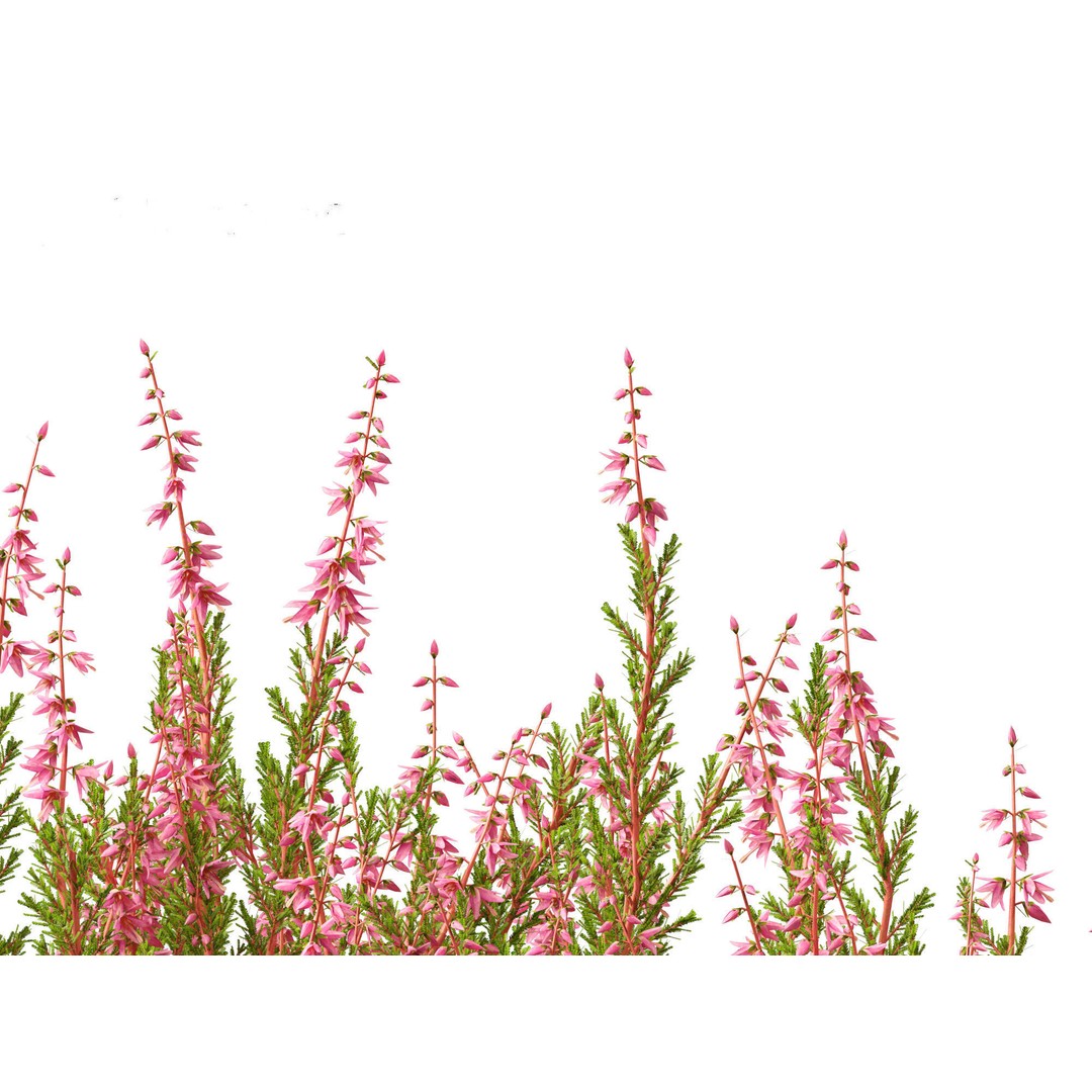 Calluna vulgaris 3D Model – Realistic Flower Asset for Blender, FBX - View 11