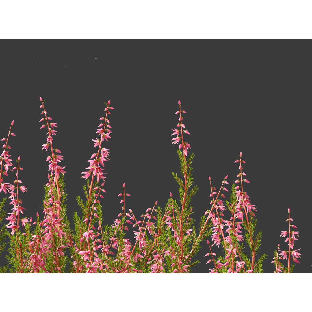 Calluna vulgaris 3D Model – Realistic Flower Asset for Blender, FBX - View 12