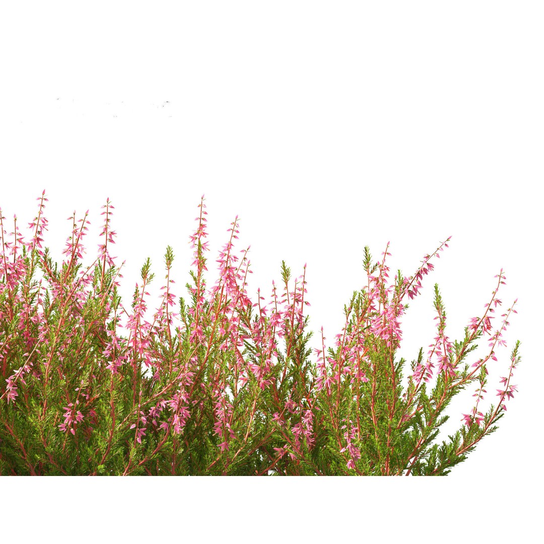 Calluna vulgaris 3D Model – Realistic Flower Asset for Blender, FBX - View 13