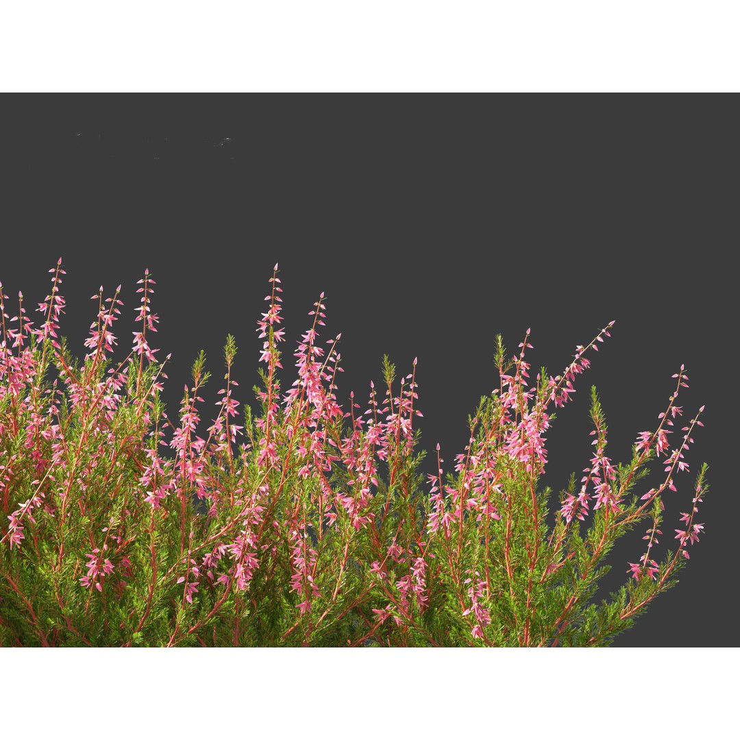 Calluna vulgaris 3D Model – Realistic Flower Asset for Blender, FBX - View 14