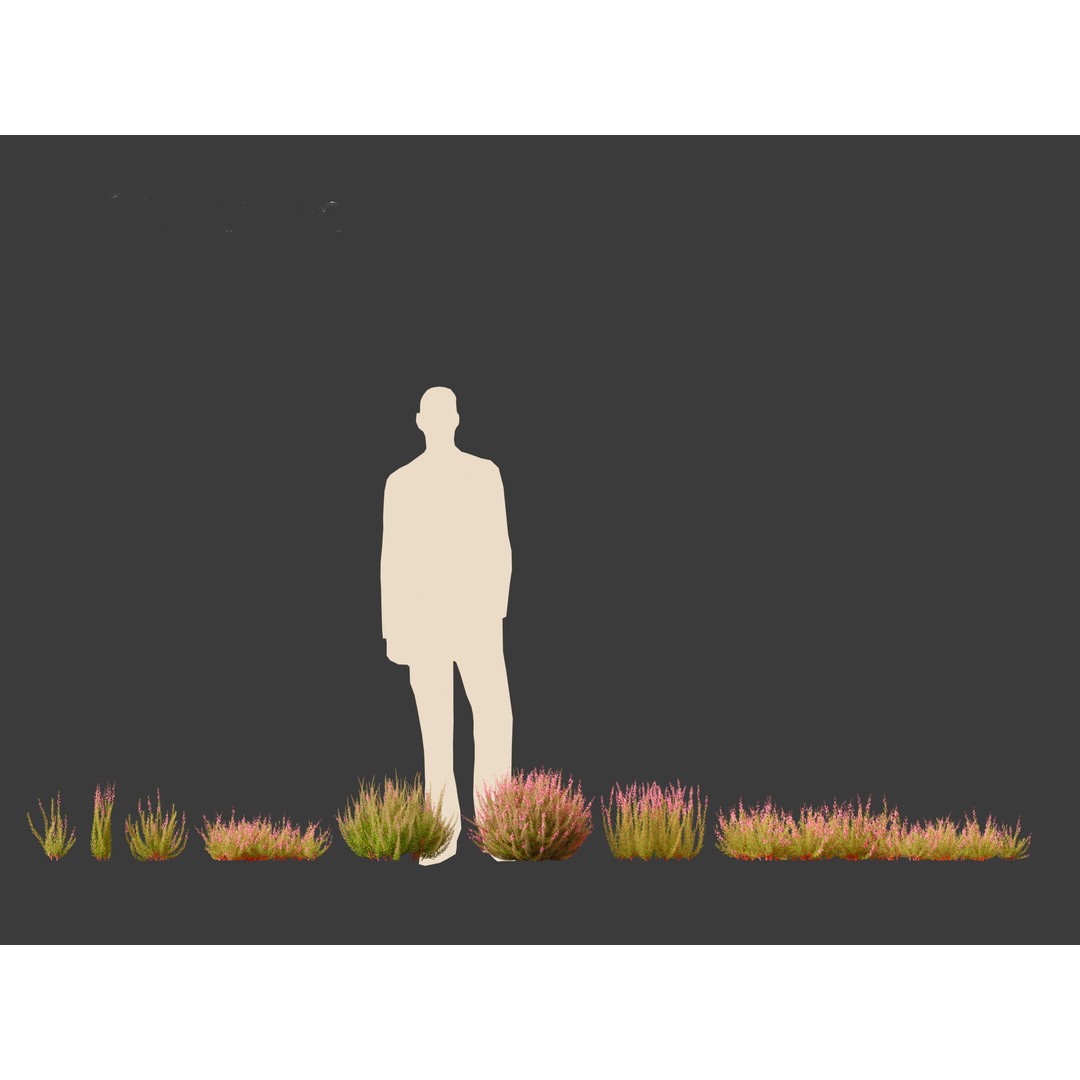 Calluna vulgaris 3D Model – Realistic Flower Asset for Blender, FBX - View 15