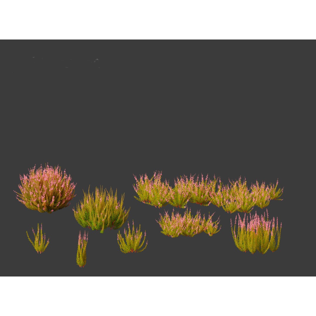 Calluna vulgaris 3D Model – Realistic Flower Asset for Blender, FBX - View 16