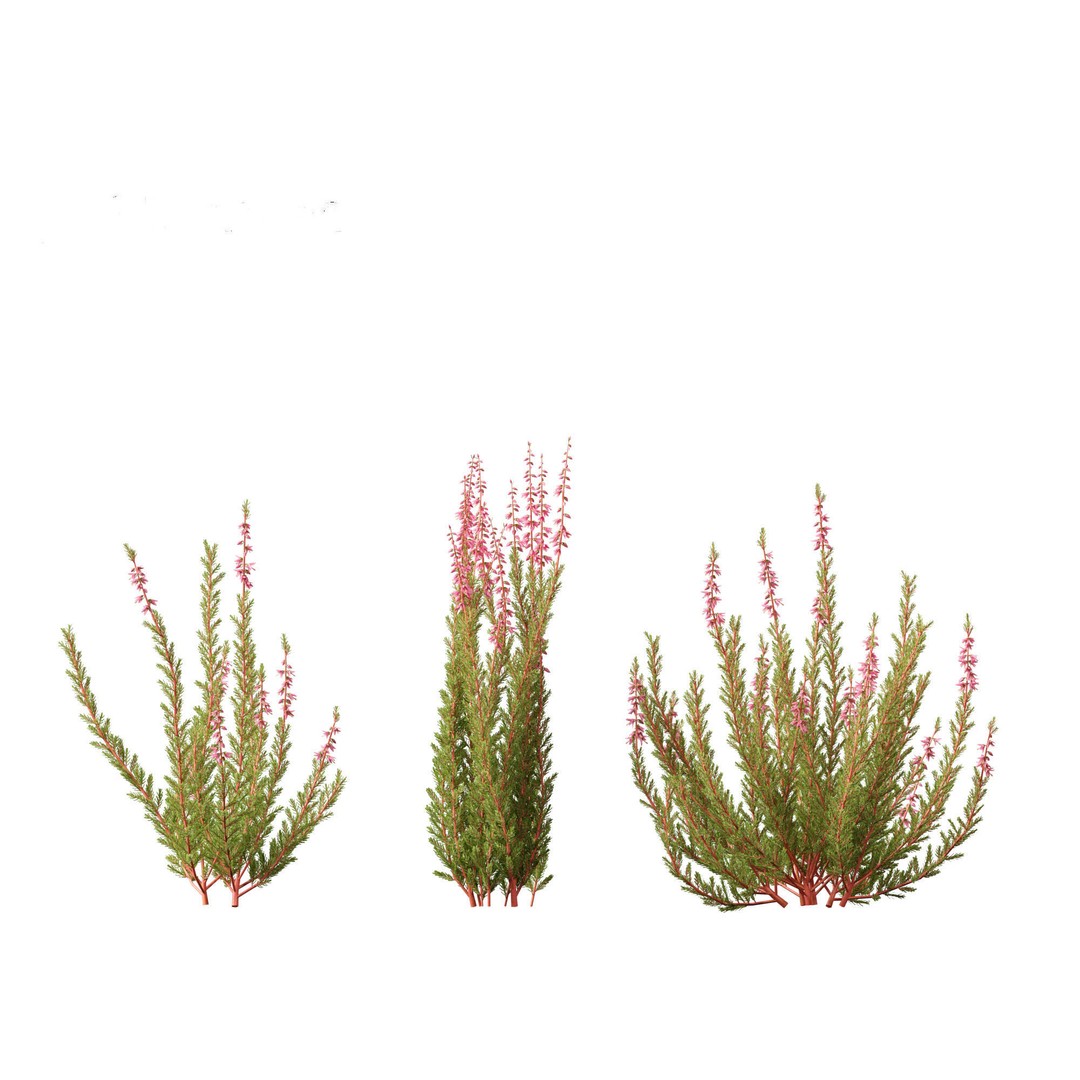 Calluna vulgaris 3D Model – Realistic Flower Asset for Blender, FBX - View 17