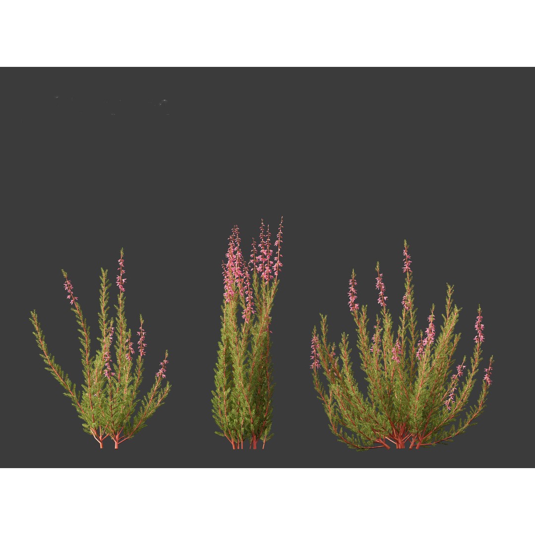 Calluna vulgaris 3D Model – Realistic Flower Asset for Blender, FBX - View 18