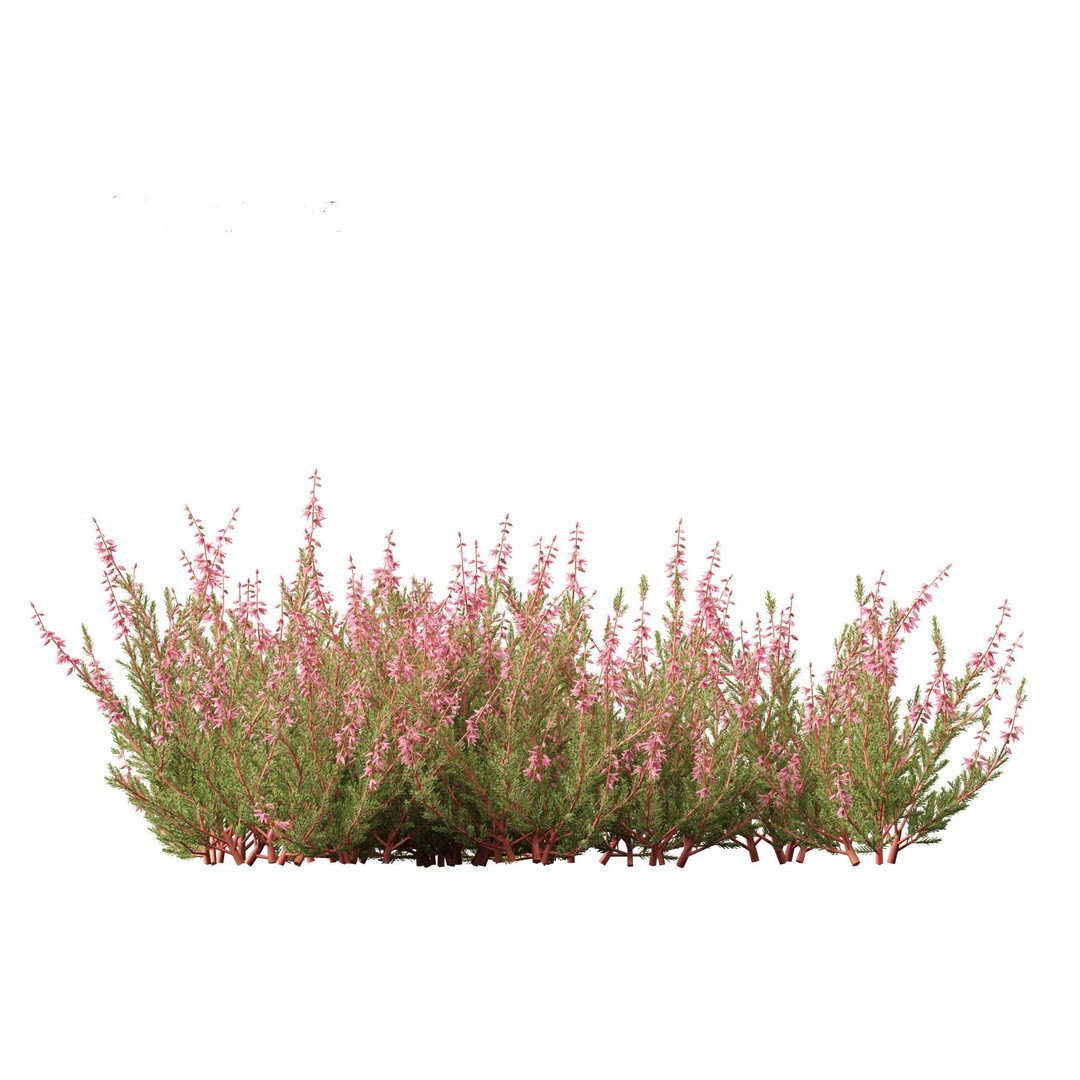 Calluna vulgaris 3D Model – Realistic Flower Asset for Blender, FBX - View 19