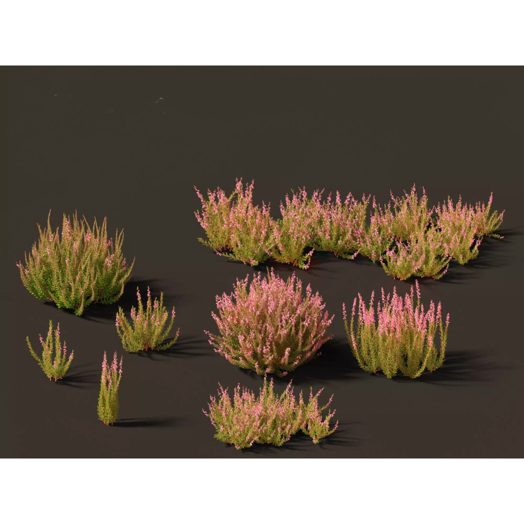 Calluna vulgaris 3D Model – Realistic Flower Asset for Blender, FBX - View 2