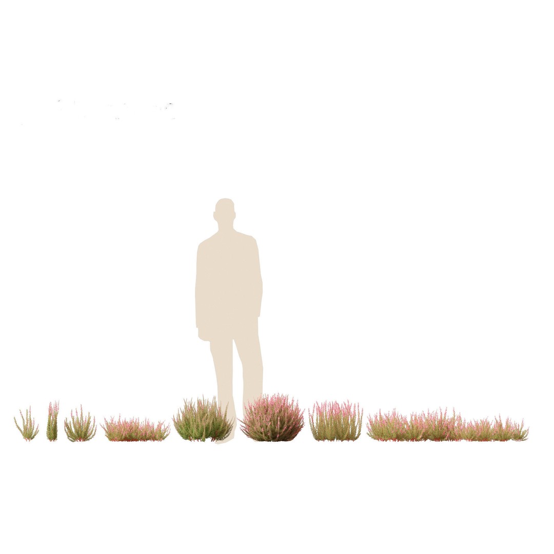 Calluna vulgaris 3D Model – Realistic Flower Asset for Blender, FBX - View 3