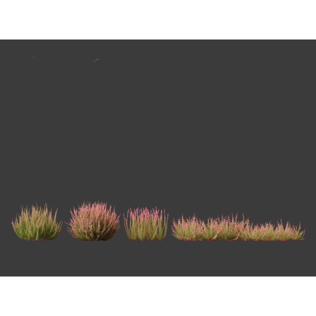 Calluna vulgaris 3D Model – Realistic Flower Asset for Blender, FBX - View 4