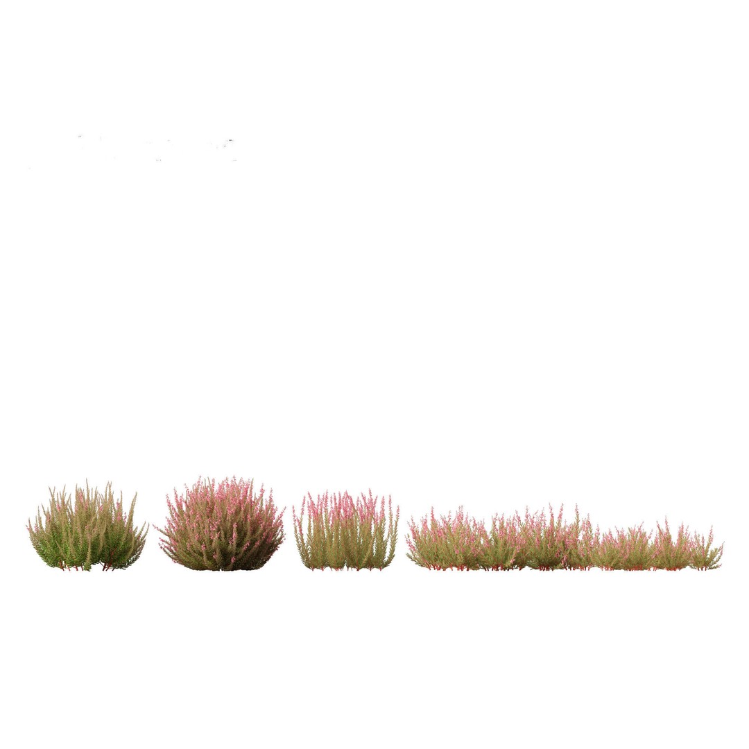 Calluna vulgaris 3D Model – Realistic Flower Asset for Blender, FBX - View 5