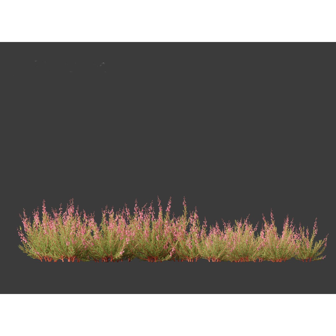 Calluna vulgaris 3D Model – Realistic Flower Asset for Blender, FBX - View 6